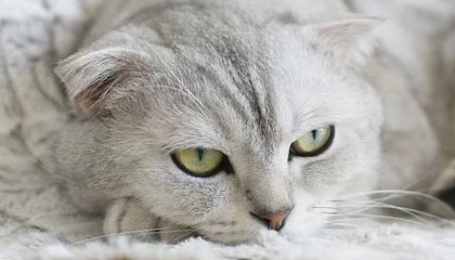 开云电竞-青训基地揭幕：新设施助推联盟未来之星成长，青训中心是干嘛的